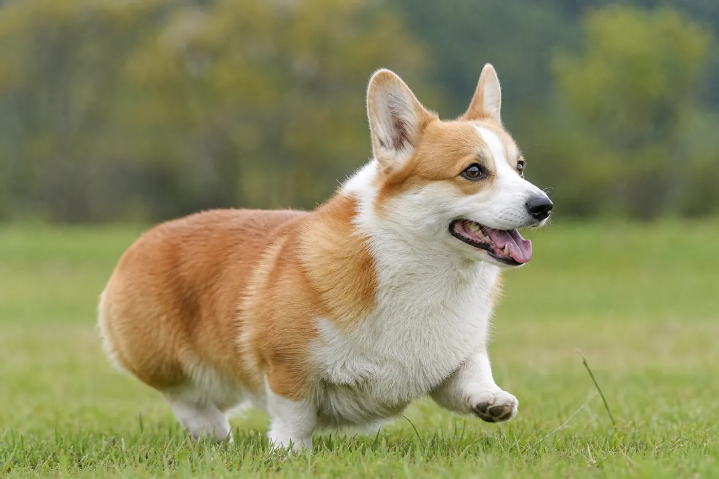 Corgi Pembroke au trot dans une prairie, en plein mouvement, oreilles dressées