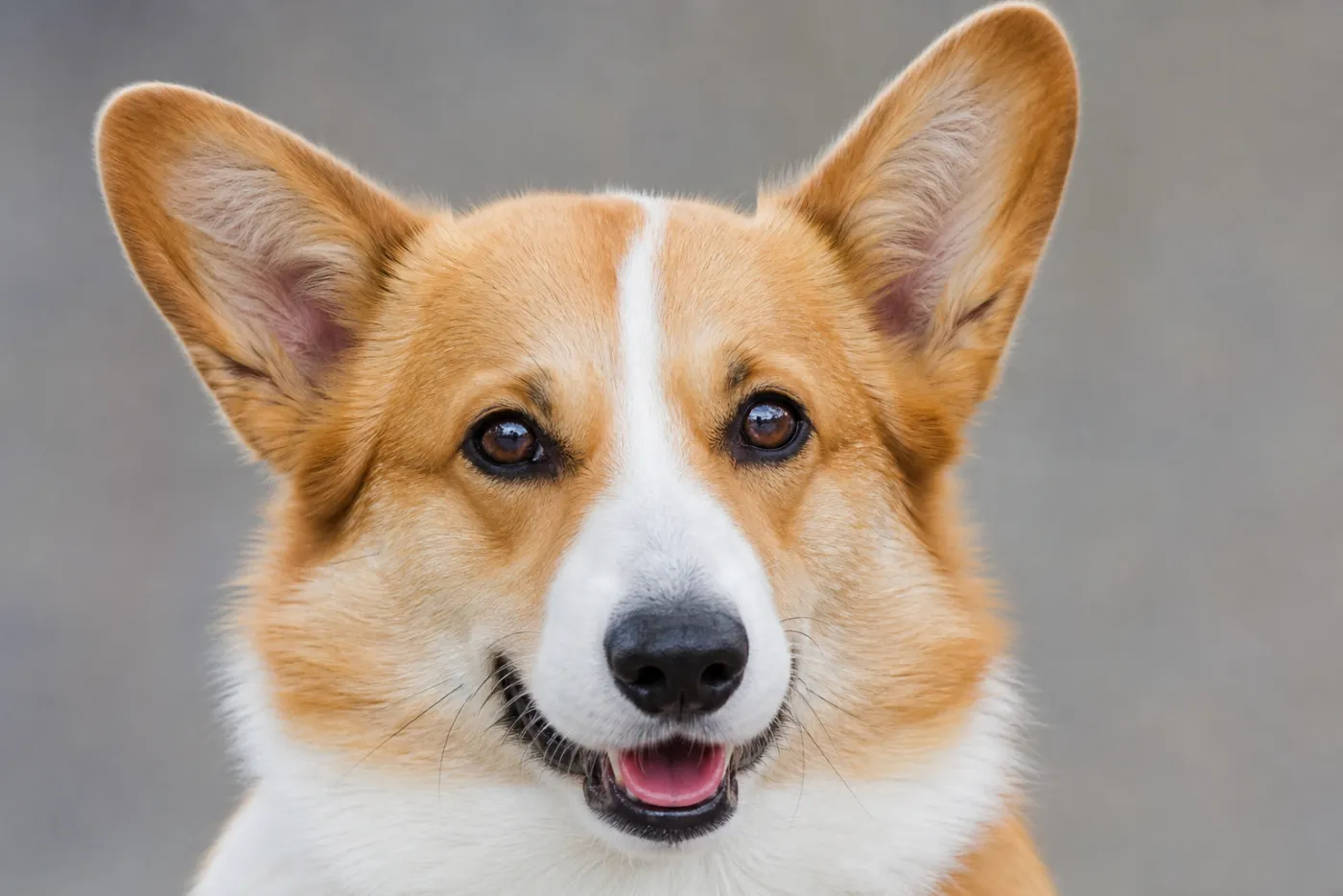 Portrait rapproché d'un corgi Pembroke, expression vive et attentive, grandes oreilles dressées